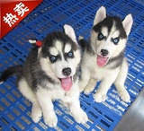 上海哈士奇幼犬 红色纯种哈士奇 哈士奇狗狗 小哈 赛级哈士奇出售