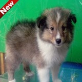 北京出售宠物狗狗 赛级品相喜乐蒂牧羊犬幼犬 纯种健康