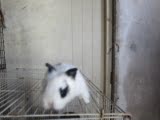 熊猫眼狮子兔 宠物兔 活体兔子 包健康 视频挑选 欢迎自提