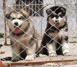 长沙宠物狗幼犬纯种健康 巨型阿拉斯加雪橇犬阿拉斯加幼犬 出售2