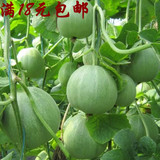 日本甜宝甜瓜种子 家庭水果香甜可口香瓜阳台盆栽蔬菜种子春季种