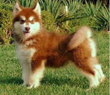 温州纯种红色阿拉斯加血撬犬/宠物狗狗巨型阿拉斯加幼犬/实体店