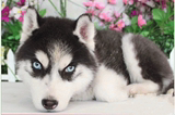 南宁出售高品质 纯种哈士奇西伯利亚雪橇犬 幼犬 实拍蓝眼三火