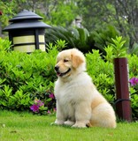 重庆宠物狗幼犬出售高品质金毛狗/黄金猎犬/纯种金毛幼犬宠物狗17