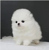 上海 英系博美证书活体小型宠物犬纯种用品 宠物食品白色上海
