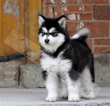 温州出售纯种/阿拉斯加犬/幼犬/雪橇犬/巨型犬/大型犬/宠物狗狗H