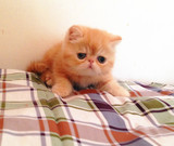 集集名猫 CFA注册猫舍纯种加菲猫 红虎斑妹妹 Sold天津