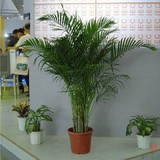 散尾葵 夏威夷竹 富贵椰子 耐阴耐寒盆景绿植办公室客厅大型盆栽