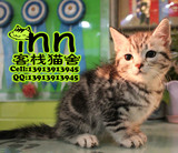 南京客栈猫舍美短猫/虎斑短毛猫咪 美国银虎斑纯种短毛宠物猫猫店