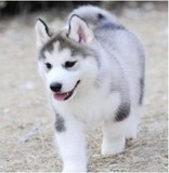 上海宠物狗狗哈士奇幼犬出售纯种哈士奇犬狗狗雪橇哈士奇犬k7