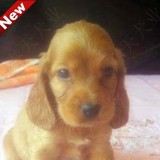 北京犬舍 血统纯正超级棒的可卡幼犬出售中 纯种宠物狗狗