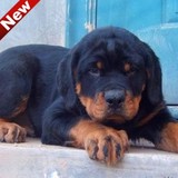 纯种德国罗威纳犬幼犬 出售赛级警犬狗狗可视频 护卫犬品相好