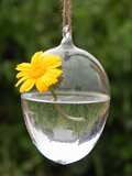 悬挂透明蛋形玻璃花瓶 现代欧式玻璃吊球 创意水培花器 婚庆吊饰