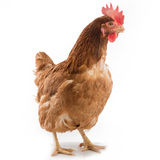 【天猫超市】罗曼老母鸡1.3kg 滋补母鸡 鸡肉 散养家禽