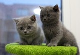★上海家庭式★英国短毛猫 纯种蓝猫 英短蓝猫 宠物猫 家养