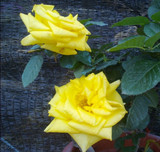 盆栽玫瑰 广东天才才天*香水黄色玫瑰，黄色大花黄金梦，花大浓香