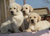 家养纯种拉不拉多导盲犬幼犬黑色拉布拉多白色纯种拉布拉多导盲犬