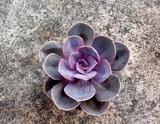 紫珍珠/多肉植物/绿植花卉小盆栽