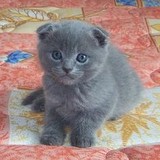 家养出售－超级漂亮 英国短毛猫 英短蓝猫 高地立耳猫波斯猫*叁