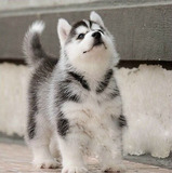 郑州本地宠物狗出售 哈士奇雪橇犬 纯种幼犬 蓝眼睛 三把火 赛级x