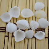 纯天然海洋贝壳白色扇贝工艺品配饰白色贝壳 微景专用0.5cm小扇贝