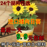 24个品种任意选【矮向日葵种子】种子套装 花籽 含盆肥料 包邮