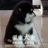 特价出售 纯种 阿拉斯加犬 幼犬 巨型阿拉斯加雪橇犬 包健康=16