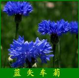 花卉种子 蓝矢车菊种子 蓝宝石 散发淡淡清香 德国国花 观花植物