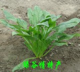 北京农产品新鲜蔬菜同城蔬菜配送菠菜 有机蔬菜青菜农家肥栽培