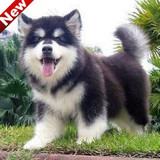 纯种健康的阿拉斯加幼犬狗狗 出售 西伯利亚雪橇犬北京山门挑选