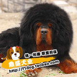 藏獒幼犬出售/纯种铁包金黑色红色藏獒幼犬/宠物犬狗狗/ 上门选K2