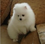上海 英系博美活体小型长毛袖珍健康宠物食品 宠物犬证书球形