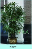 室内吸尘净化空气绿色植物大棕竹客厅办公室盆栽观叶盆景南京开业
