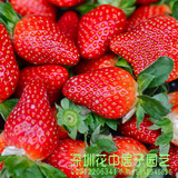 原装水果种子 盆栽红白草莓种子50粒四季可播 阳台植物奶油草种子