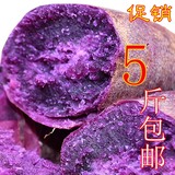 四川红薯新鲜紫薯地瓜可做种紫薯农家黑薯生紫心红薯种子5斤包邮