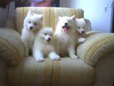 出售 纯种中型雪白色微笑天使萨摩耶幼犬 美系澳版宠物狗狗h299