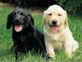 上海 纯种拉布拉多/幼犬/导盲犬/赛级/黑黄色拉布拉多犬/宠物狗狗