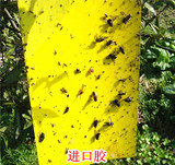 双面进口胶粘虫黄板 PVC黄色粘虫板 杀虫板 诱虫板 强力粘板