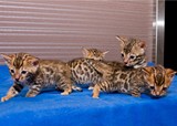 ※上海本地猫舍※可爱的银豹妹妹 经典孟加拉豹猫 短毛宠物猫