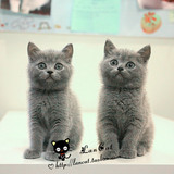 【兰猫坊】 超可爱漂亮の英短猫宝宝 英国短毛猫 MM 宠物猫支付宝