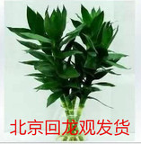北京花店室内水培花卉绿植观音竹净化空气吸甲醛 有氧盆栽植物