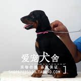 出售纯种健康 德系杜宾犬赛级笃宾犬工作犬 幼犬 多伯曼犬杜宾=22