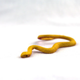 safari美国正品 仿真动物模型玩具 野生动物场景摆件 黄色小蛇