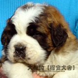 [老字号保障]圣伯纳犬(Saint Bernard) 雪灾救援犬纯种狗--母幼犬