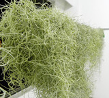 空气凤梨 空凤优质松萝80cm长 植物窗帘 DIY材料 基地品种