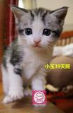 黄子猫咪|2014年 美短加白 银虎斑加白 公 弟弟(sold)