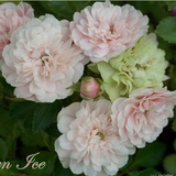 溪园月季玫瑰花苗盆栽 绿冰 经典变色 微型月季欧月 耐开抗病带花