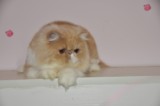 异国短毛猫 加菲猫 CFA血统猫 波斯猫 纯种猫（珠珠）展示