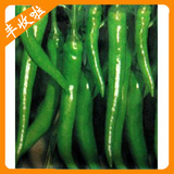 杭椒一号辣椒种子(10克)-蔬菜种子-辣椒种子-尖椒种子-特价热卖