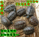 水陆乌龟活体宠物中华草龟 外塘观赏龟 金线龟 两栖龟7-9cm批发